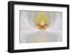 Abstract Hybrid Orchid. Selby Gardens, Sarasota, Florida-Adam Jones-Framed Photographic Print