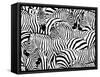 Abstract Illustration Herd of Zebras, Animal Seamless Pattern, Fashion Striped Print, Monochrome, C-Viktoriya Panasenko-Framed Stretched Canvas