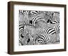 Abstract Illustration Herd of Zebras, Animal Seamless Pattern, Fashion Striped Print, Monochrome, C-Viktoriya Panasenko-Framed Art Print