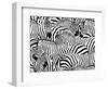 Abstract Illustration Herd of Zebras, Animal Seamless Pattern, Fashion Striped Print, Monochrome, C-Viktoriya Panasenko-Framed Art Print