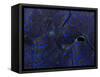 Abstract Image of a Crocea Clam Mantle-Eric Peter Black-Framed Stretched Canvas