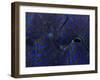 Abstract Image of a Crocea Clam Mantle-Eric Peter Black-Framed Photographic Print