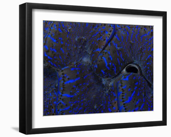 Abstract Image of a Crocea Clam Mantle-Eric Peter Black-Framed Photographic Print