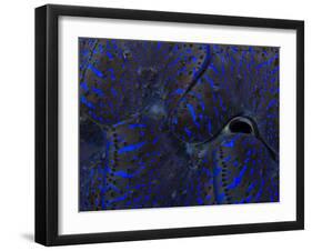 Abstract Image of a Crocea Clam Mantle-Eric Peter Black-Framed Photographic Print