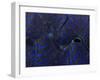 Abstract Image of a Crocea Clam Mantle-Eric Peter Black-Framed Photographic Print