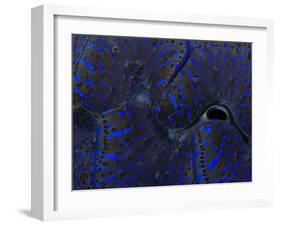 Abstract Image of a Crocea Clam Mantle-Eric Peter Black-Framed Photographic Print