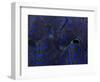 Abstract Image of a Crocea Clam Mantle-Eric Peter Black-Framed Photographic Print