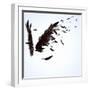 Abstract Image Of Black Wings Against Light Background-Sergey Nivens-Framed Art Print