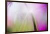 Abstract in purples, pinks and greens of a plant in sunlight.-Stuart Westmorland-Framed Photographic Print