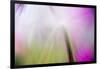 Abstract in purples, pinks and greens of a plant in sunlight.-Stuart Westmorland-Framed Photographic Print