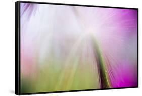 Abstract in purples, pinks and greens of a plant in sunlight.-Stuart Westmorland-Framed Stretched Canvas