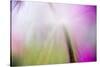 Abstract in purples, pinks and greens of a plant in sunlight.-Stuart Westmorland-Stretched Canvas