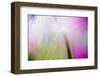 Abstract in purples, pinks and greens of a plant in sunlight.-Stuart Westmorland-Framed Premium Photographic Print