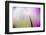 Abstract in purples, pinks and greens of a plant in sunlight.-Stuart Westmorland-Framed Premium Photographic Print