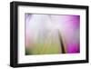 Abstract in purples, pinks and greens of a plant in sunlight.-Stuart Westmorland-Framed Premium Photographic Print