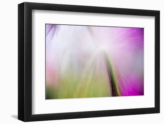 Abstract in purples, pinks and greens of a plant in sunlight.-Stuart Westmorland-Framed Photographic Print