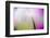 Abstract in purples, pinks and greens of a plant in sunlight.-Stuart Westmorland-Framed Photographic Print