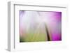 Abstract in purples, pinks and greens of a plant in sunlight.-Stuart Westmorland-Framed Photographic Print