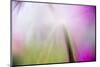 Abstract in purples, pinks and greens of a plant in sunlight.-Stuart Westmorland-Mounted Photographic Print