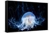 Abstract Jelly Fish-CValle-Framed Stretched Canvas