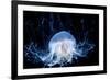 Abstract Jelly Fish-CValle-Framed Photographic Print