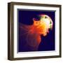 Abstract Jellyfish in the Ocean. Fractal Art Graphics-Artem Volkov-Framed Premium Photographic Print