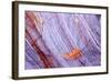 Abstract Macro of Schist with Veined Coloured Patterns and Brown Ponga Fern Leaf Juxtaposed-Darroch Donald-Framed Photographic Print
