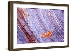 Abstract Macro of Schist with Veined Coloured Patterns and Brown Ponga Fern Leaf Juxtaposed-Darroch Donald-Framed Photographic Print