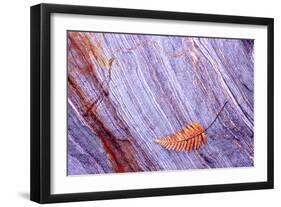 Abstract Macro of Schist with Veined Coloured Patterns and Brown Ponga Fern Leaf Juxtaposed-Darroch Donald-Framed Photographic Print