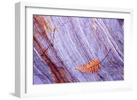 Abstract Macro of Schist with Veined Coloured Patterns and Brown Ponga Fern Leaf Juxtaposed-Darroch Donald-Framed Photographic Print