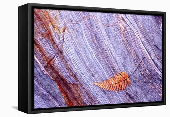 Abstract Macro of Schist with Veined Coloured Patterns and Brown Ponga Fern Leaf Juxtaposed-Darroch Donald-Framed Stretched Canvas