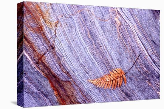 Abstract Macro of Schist with Veined Coloured Patterns and Brown Ponga Fern Leaf Juxtaposed-Darroch Donald-Stretched Canvas