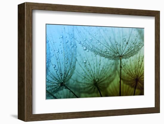 Abstract Macro Photo of Dandelion Seeds with Water Drops-Ale-ks-Framed Photographic Print