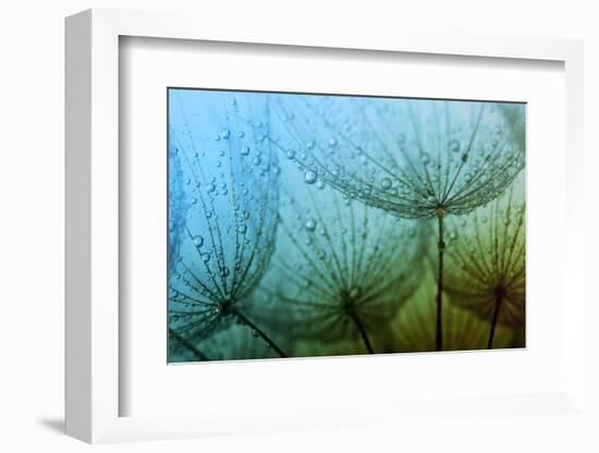 Abstract Macro Photo of Dandelion Seeds with Water Drops-Ale-ks-Framed Photographic Print