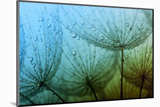 Abstract Macro Photo of Dandelion Seeds with Water Drops-Ale-ks-Mounted Photographic Print
