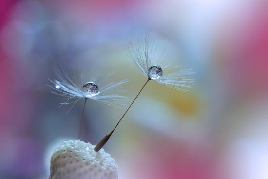 Photo, , large