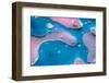 Abstract Macro Photography of Oil and Water with Color.-Dave Fauvell-Framed Photographic Print