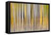 Abstract motion blur on grove of aspen trees, Grand Teton National Park, Wyoming-Adam Jones-Framed Stretched Canvas