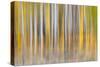 Abstract motion blur on grove of aspen trees, Grand Teton National Park, Wyoming-Adam Jones-Stretched Canvas