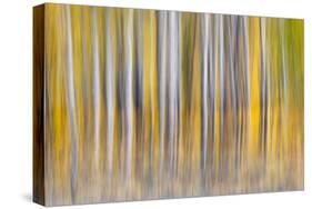 Abstract motion blur on grove of aspen trees, Grand Teton National Park, Wyoming-Adam Jones-Stretched Canvas