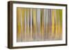 Abstract motion blur on grove of aspen trees, Grand Teton National Park, Wyoming-Adam Jones-Framed Photographic Print