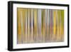 Abstract motion blur on grove of aspen trees, Grand Teton National Park, Wyoming-Adam Jones-Framed Photographic Print