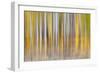 Abstract motion blur on grove of aspen trees, Grand Teton National Park, Wyoming-Adam Jones-Framed Photographic Print