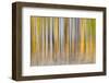 Abstract motion blur on grove of aspen trees, Grand Teton National Park, Wyoming-Adam Jones-Framed Photographic Print