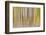 Abstract motion blur on grove of aspen trees, Grand Teton National Park, Wyoming-Adam Jones-Framed Photographic Print