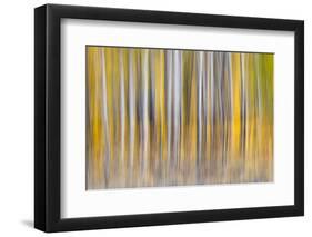 Abstract motion blur on grove of aspen trees, Grand Teton National Park, Wyoming-Adam Jones-Framed Photographic Print