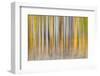 Abstract motion blur on grove of aspen trees, Grand Teton National Park, Wyoming-Adam Jones-Framed Photographic Print