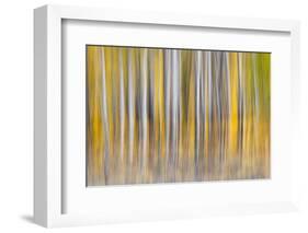 Abstract motion blur on grove of aspen trees, Grand Teton National Park, Wyoming-Adam Jones-Framed Photographic Print