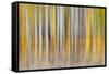 Abstract motion blur on grove of aspen trees, Grand Teton National Park, Wyoming-Adam Jones-Framed Stretched Canvas