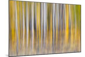 Abstract motion blur on grove of aspen trees, Grand Teton National Park, Wyoming-Adam Jones-Mounted Photographic Print